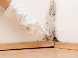 Environmental Consulting for Mold Prevention in Perham, MN